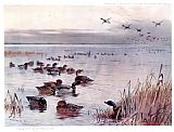 Mallard on the Lake at Sandringham by Archibald Thorburn
